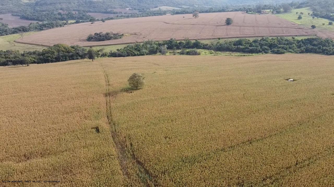 Fazenda, 252 hectares - Foto 3