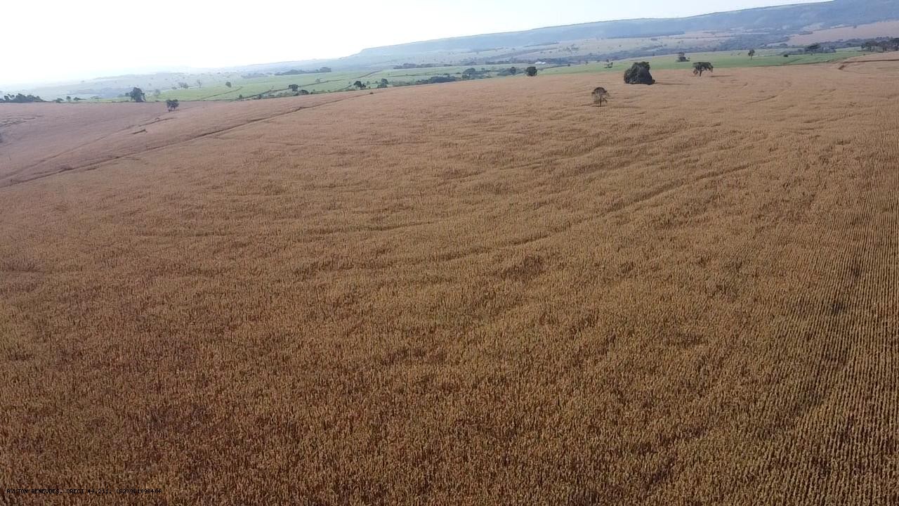 Fazenda, 252 hectares - Foto 5