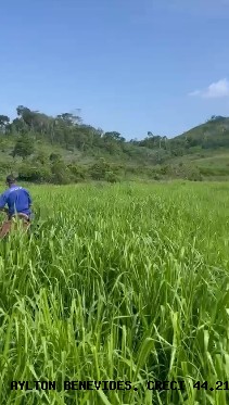 Fazenda, 45 m² - Foto 2