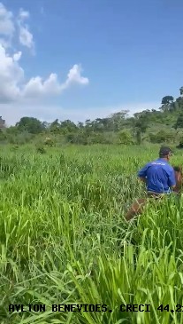 Fazenda, 45 m² - Foto 5