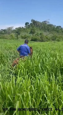 Fazenda, 45 m² - Foto 4