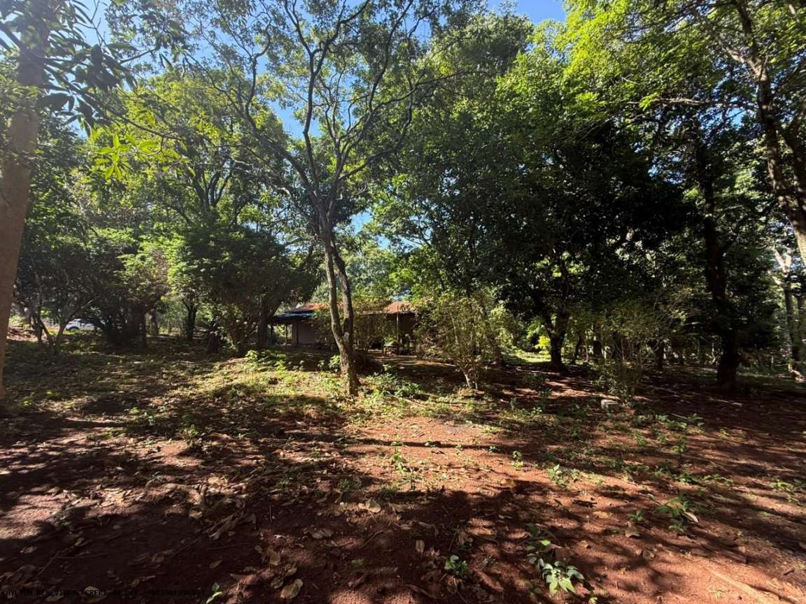 Chácara, 4 hectares - Foto 3