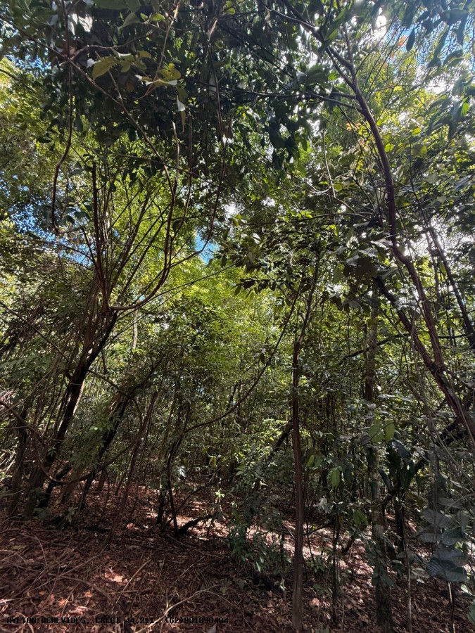 Chácara, 6 quartos, 4000 m² - Foto 8