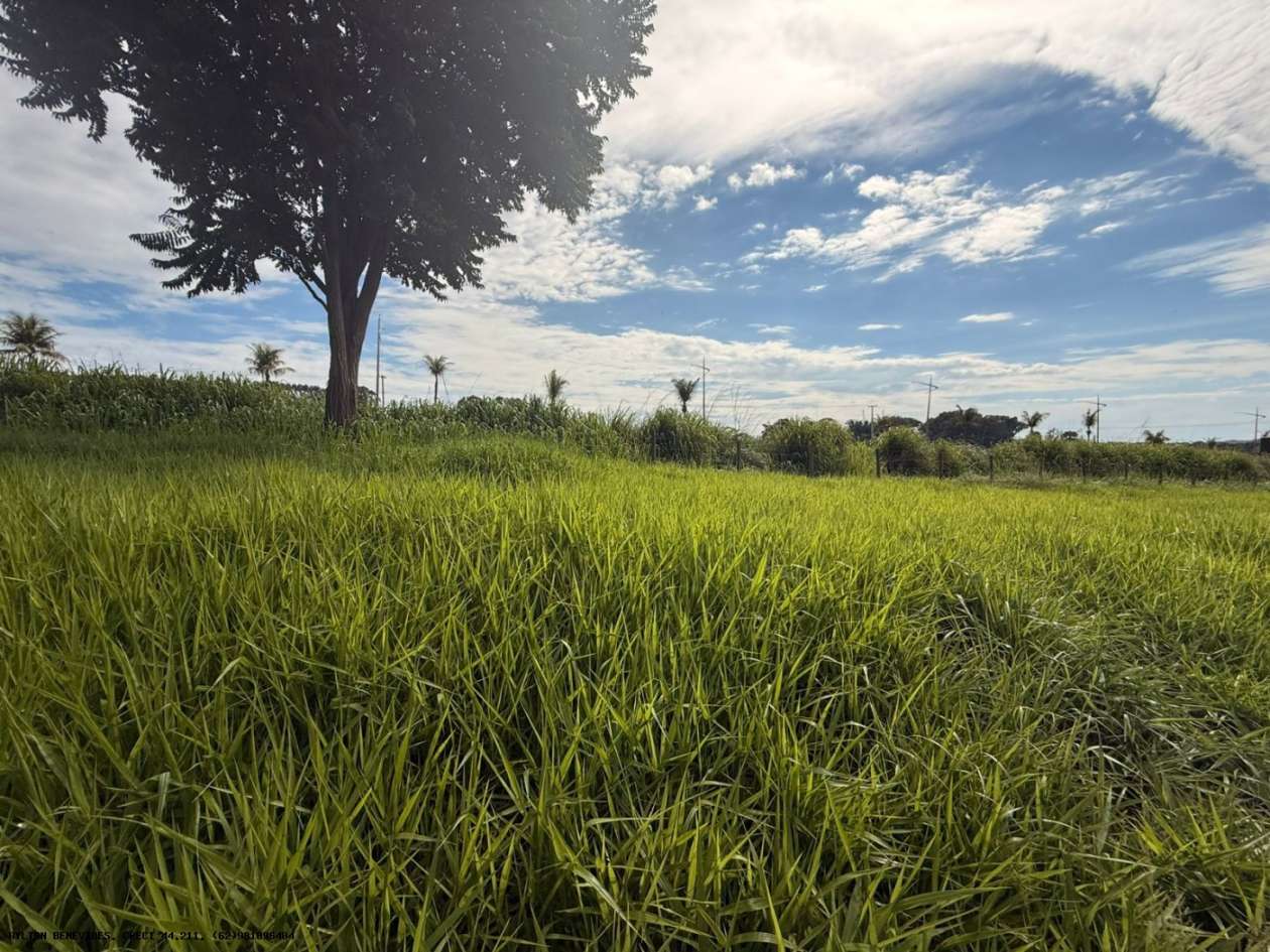 Terreno, 7 hectares - Foto 8