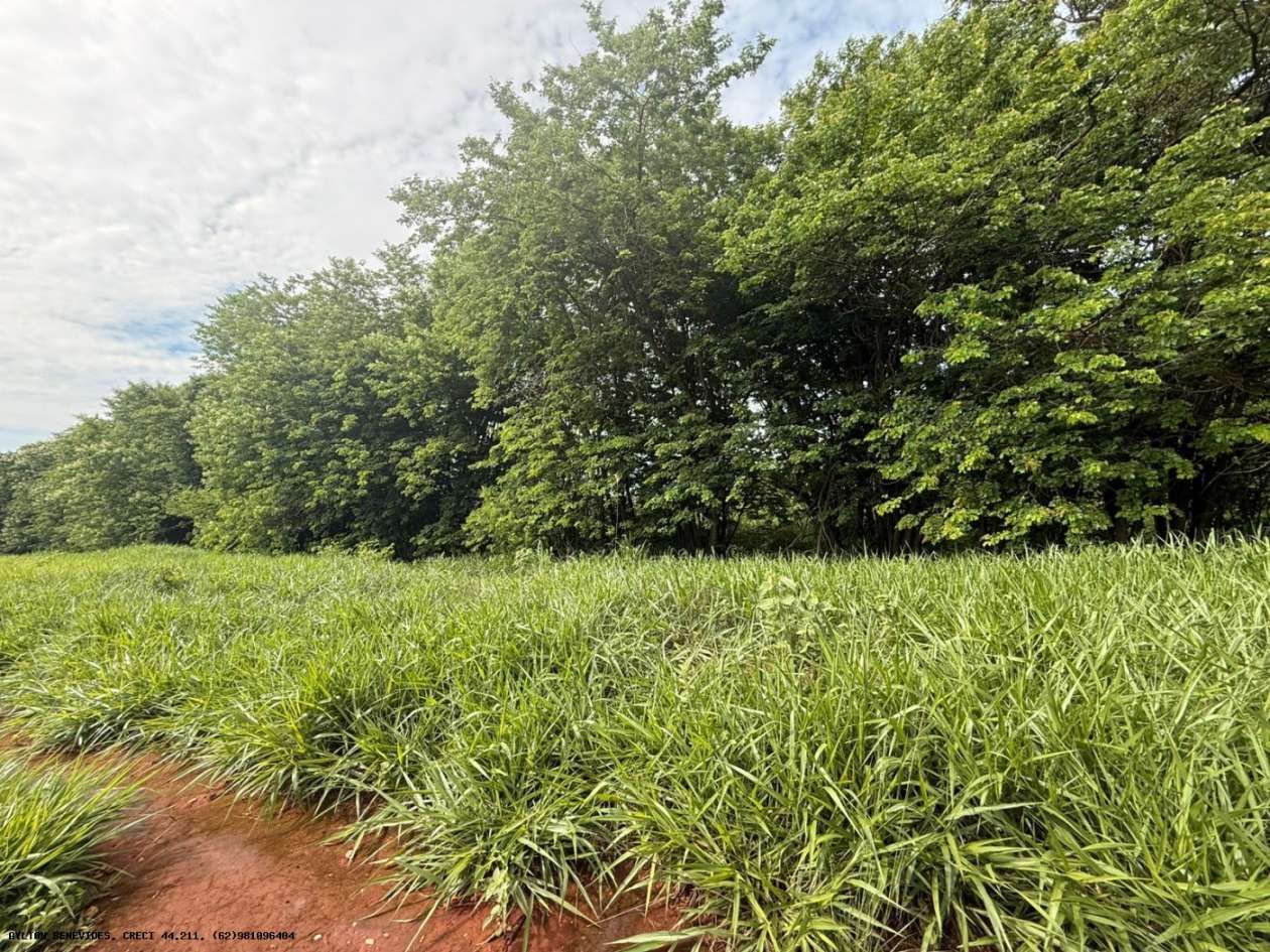 Terreno, 7 hectares - Foto 10